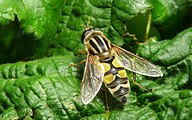 Hoverfly (Female, Helophilus trivittatus)